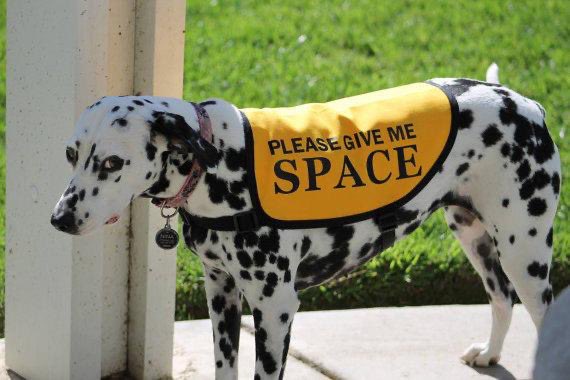 Give me space shy introverted dog