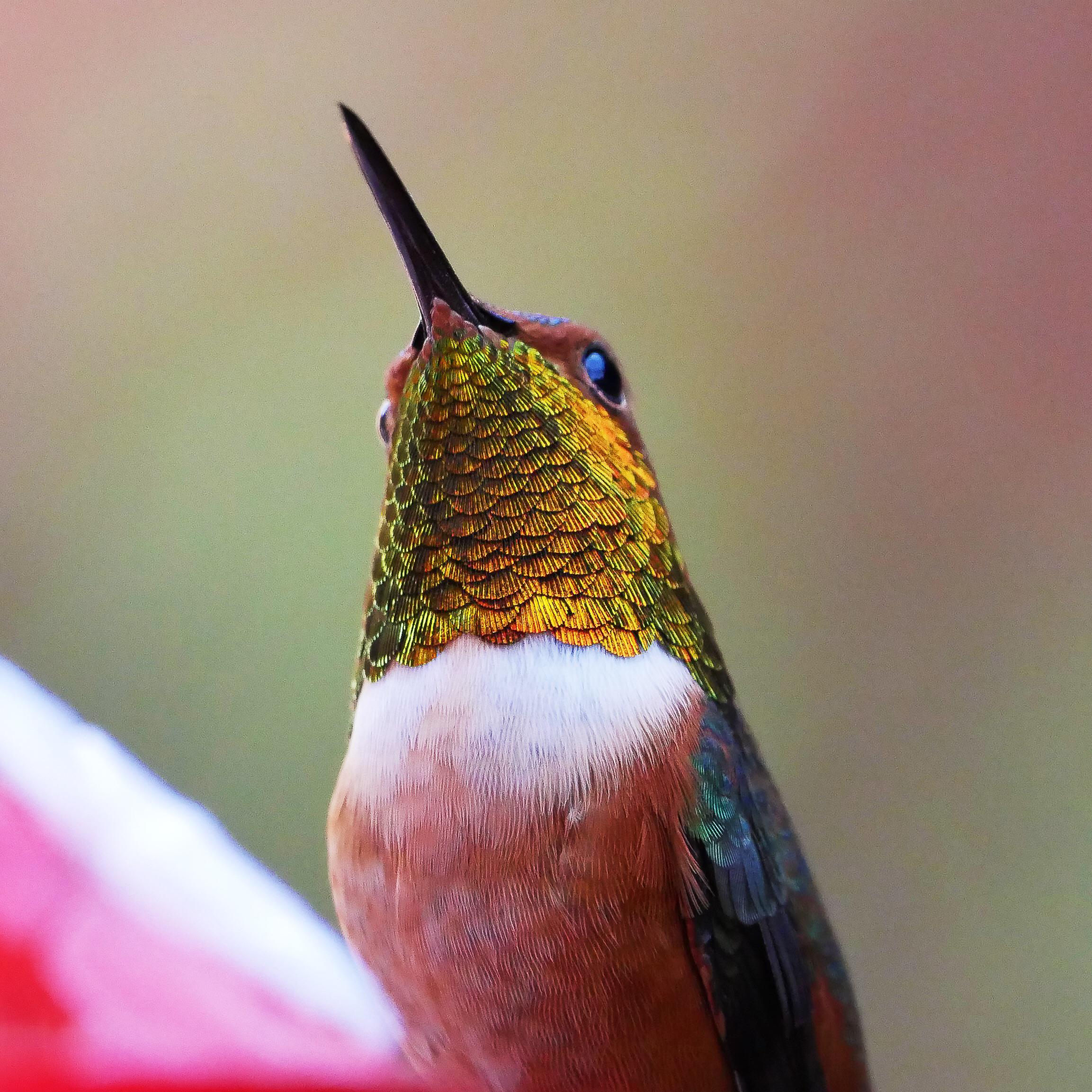 A beautiful iridescent hummingbird
