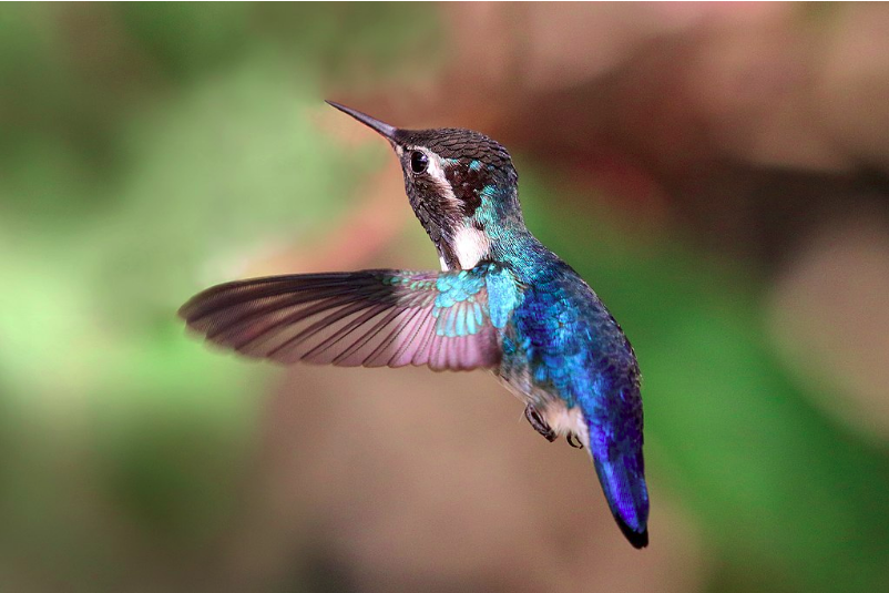 The smallest (and cutest) bird in the world is the Bee Hummingbird