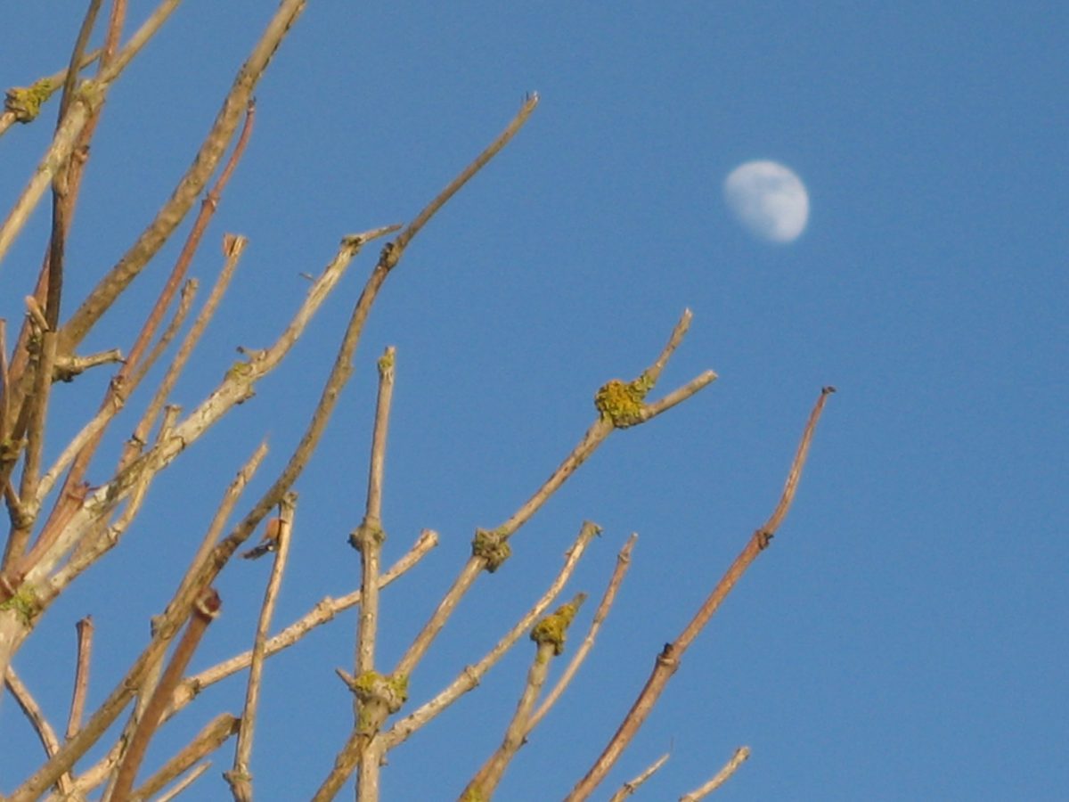 Moon during the day time. Artists & Writers in their Own Words: Maria Strutz