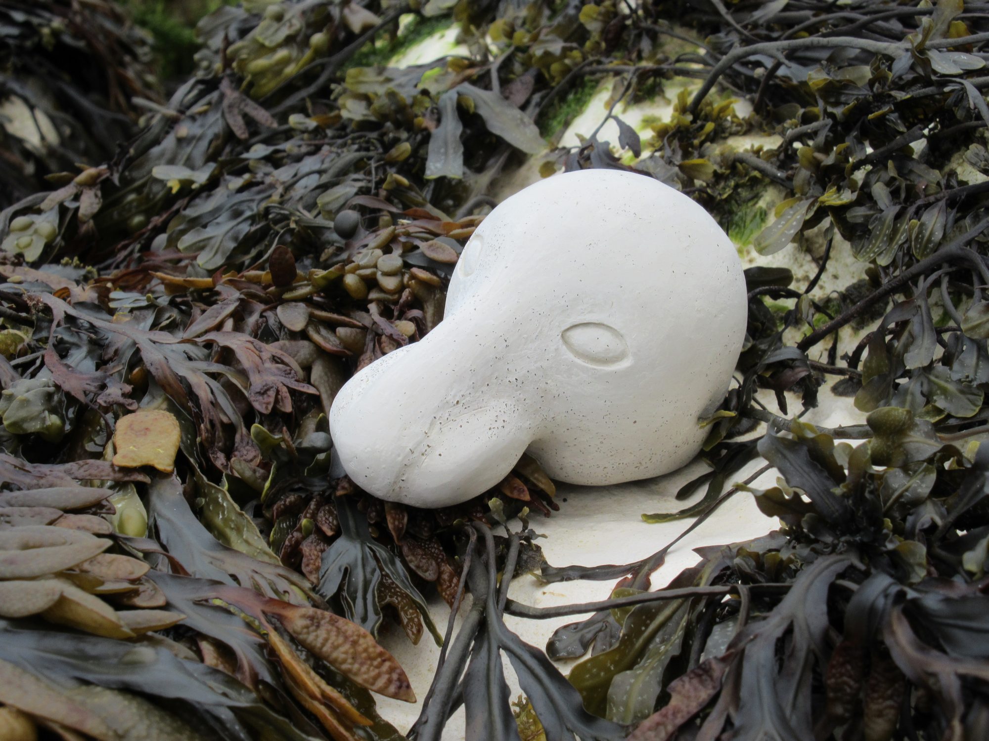 Seal head and seaweed