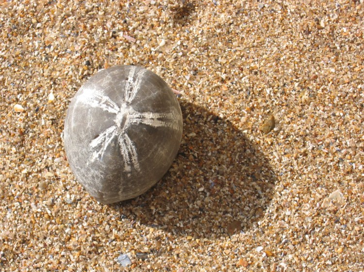 Stones of Hope - Artists & Writers in their Own Words: Maria Strutz