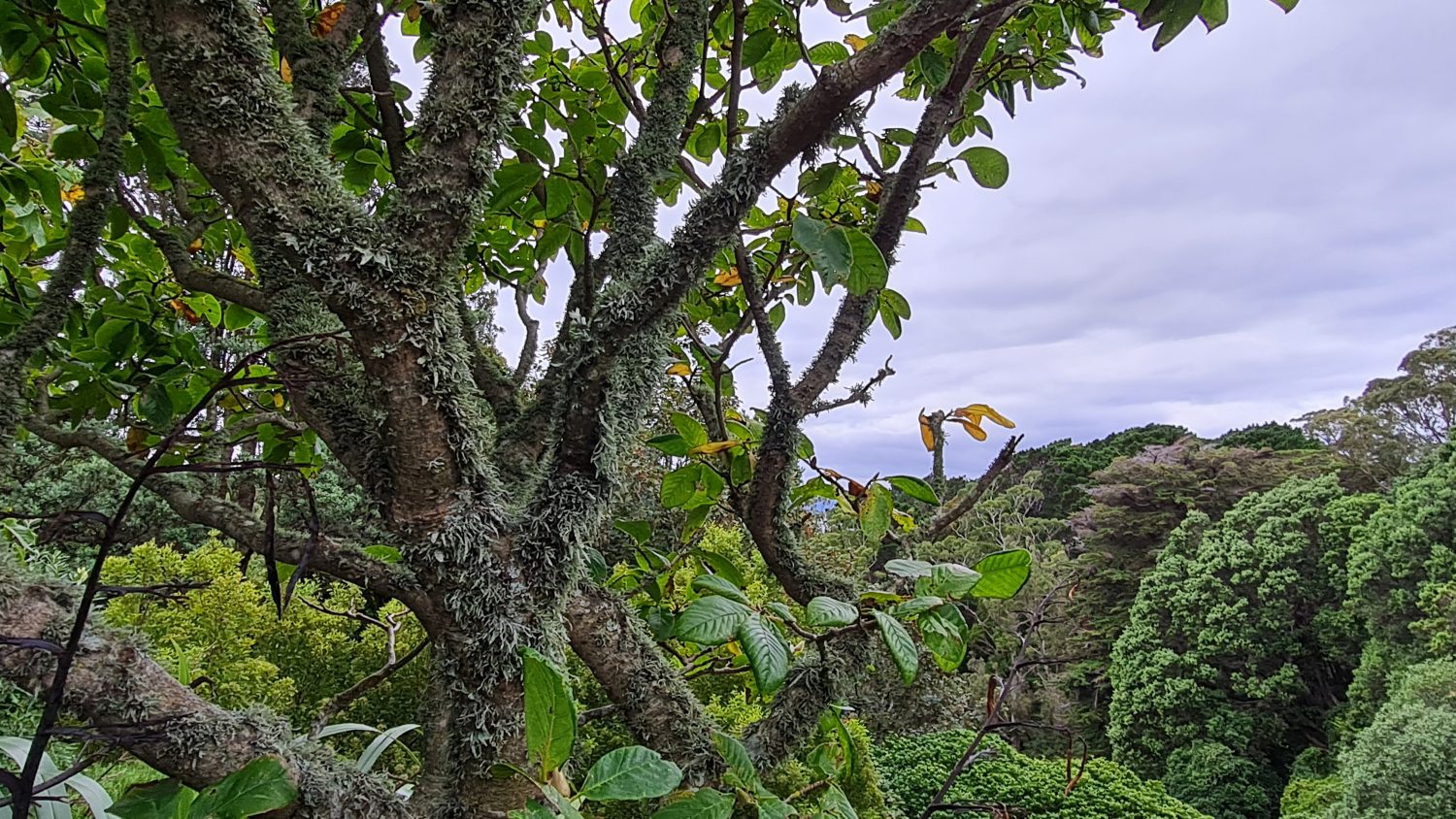 Central Park, Wellington, copyright Content Catnip 2021