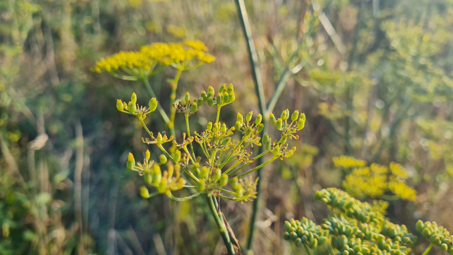 City to Sea Walkway, Wellington, copyright Content Catnip 2021