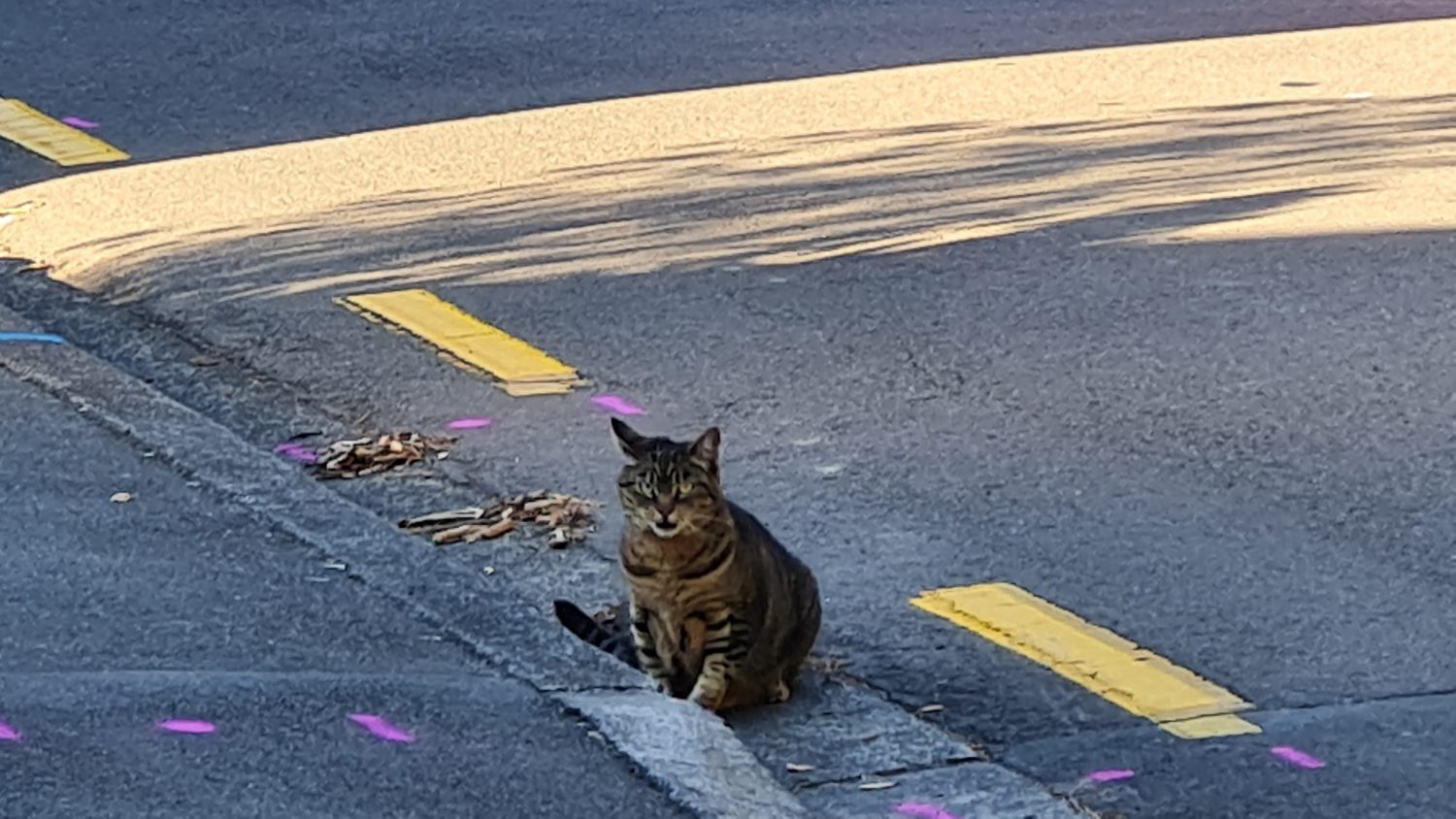 Beautiful fat and friendly cat copyright Content Catnip 2021