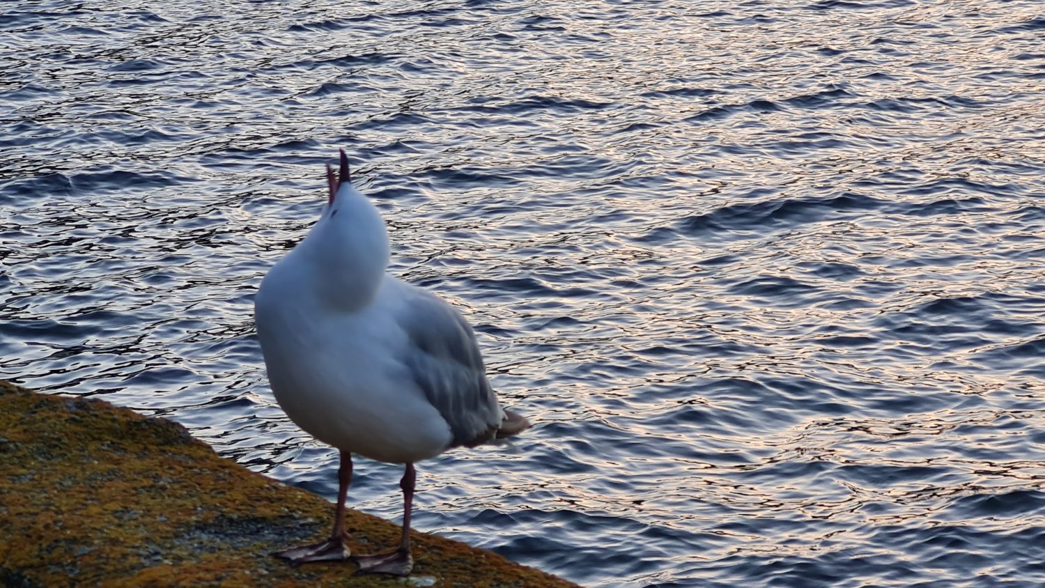 Seagull at dusk, copyright Content Catnip 2021