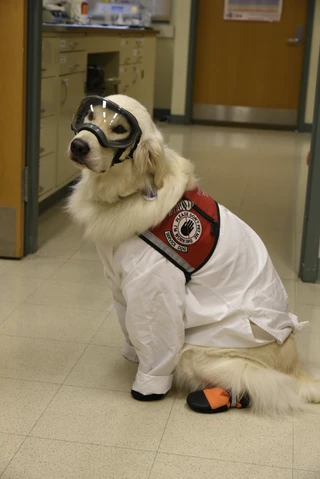 sampson-is-allowed-into-the-lab-so-long-as-he-wears-full-ppe