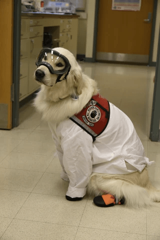 sampson-is-allowed-into-the-lab-so-long-as-he-wears-full-ppe