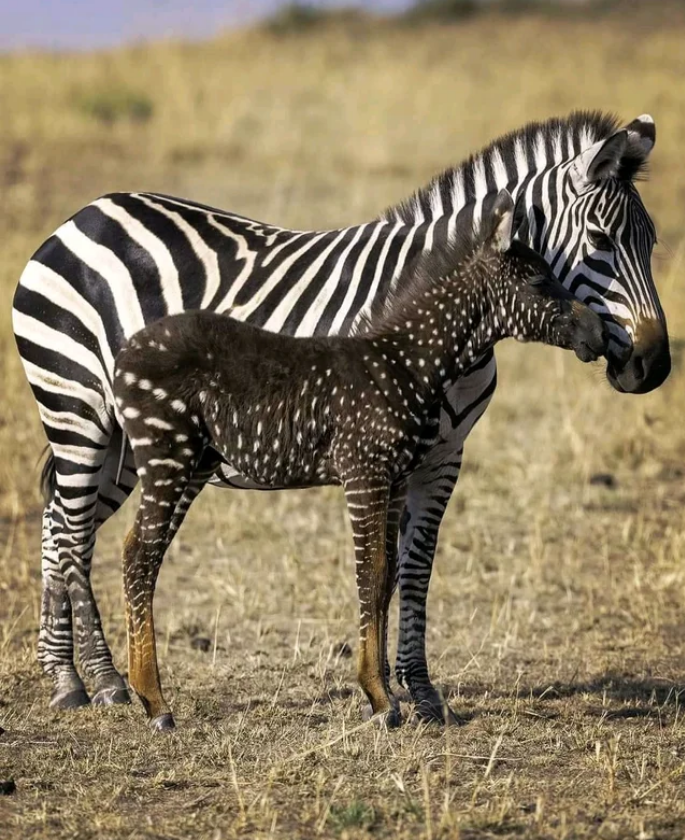 A super rare polka-dotted Zebra 