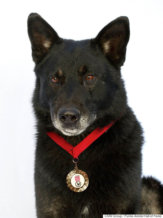 Sako, a heroic dog from Kananka Bar, BC, was inducted today into the 2015 Purina Animal Hall of Fame. (CNW Group/Purina Animal Hall of Fame)