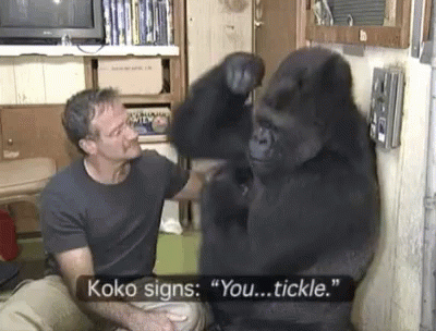 When twin souls meet: Robin Williams met Koko the Gorilla