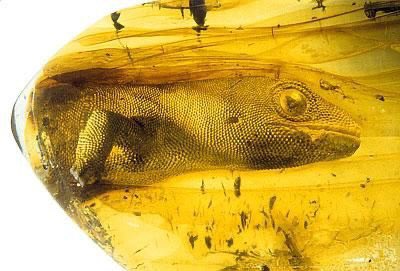 Ancient gecko trapped in Baltic amber