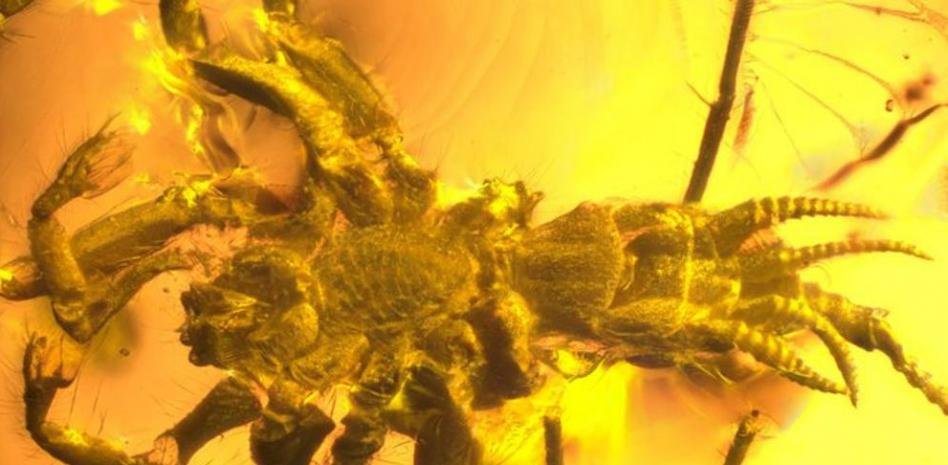 Chimerarachne yingi a species of arachnid that lived on earth 100 million years ago