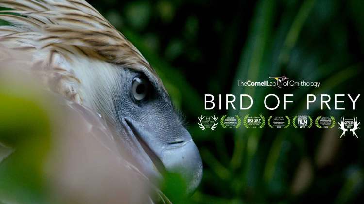 Philippine Eagle by Cornell Lab of Ornithology