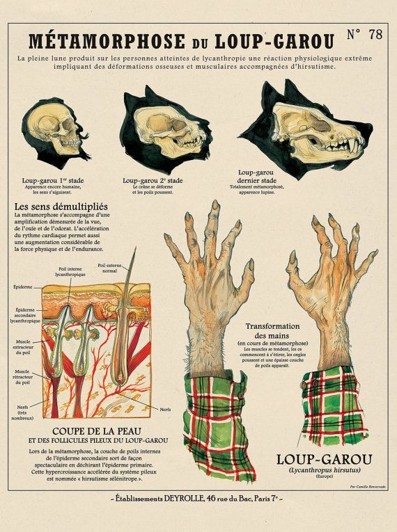 Creatures fantastiques Deyrolle by Jean Baptiste de Panafieu and Camille Revensade 