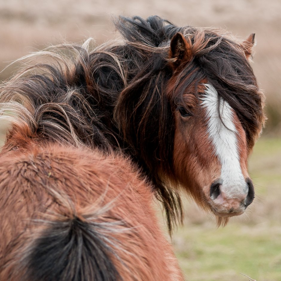 Comforting Thought: We pretend we aren't vulnerable, but this is an illusion horse