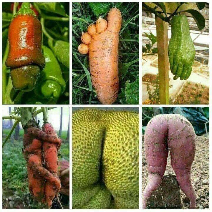 Rude veg/ vegetable coitus