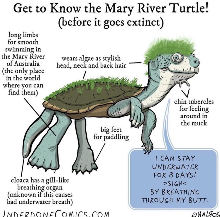 Mary River Turtles: the most endangered punks