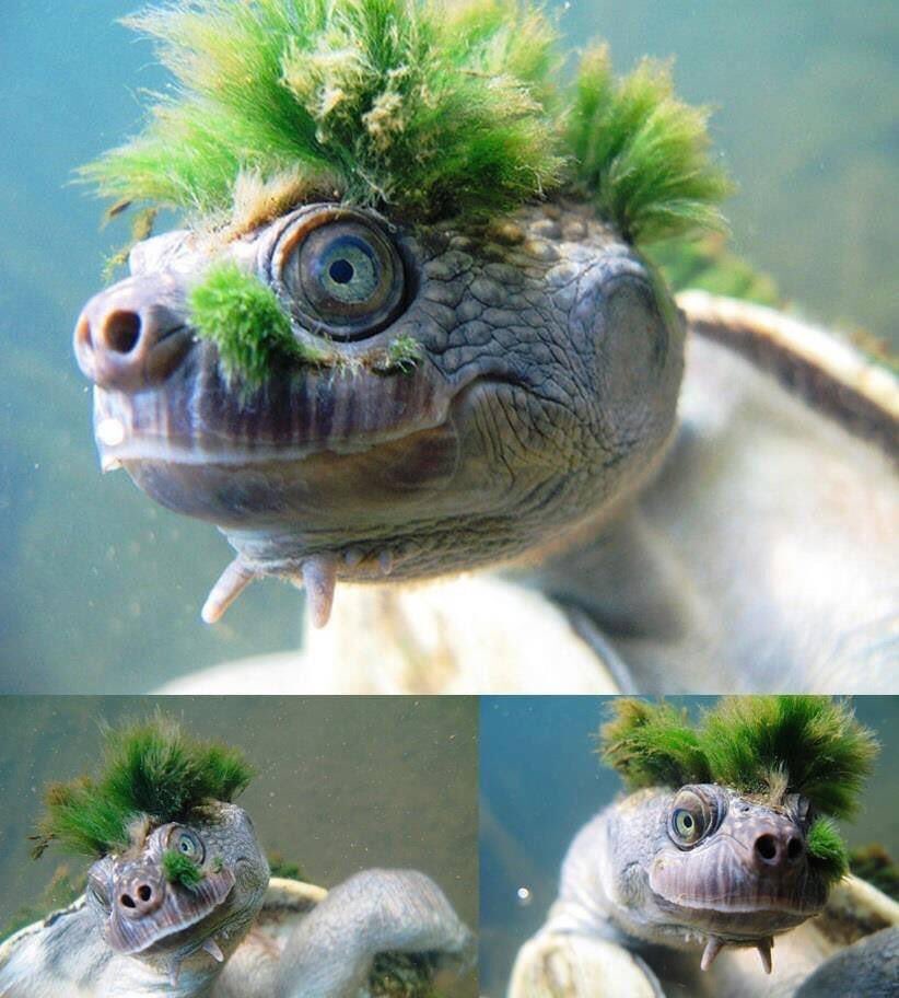 Mary River Turtles: the most endangered punks