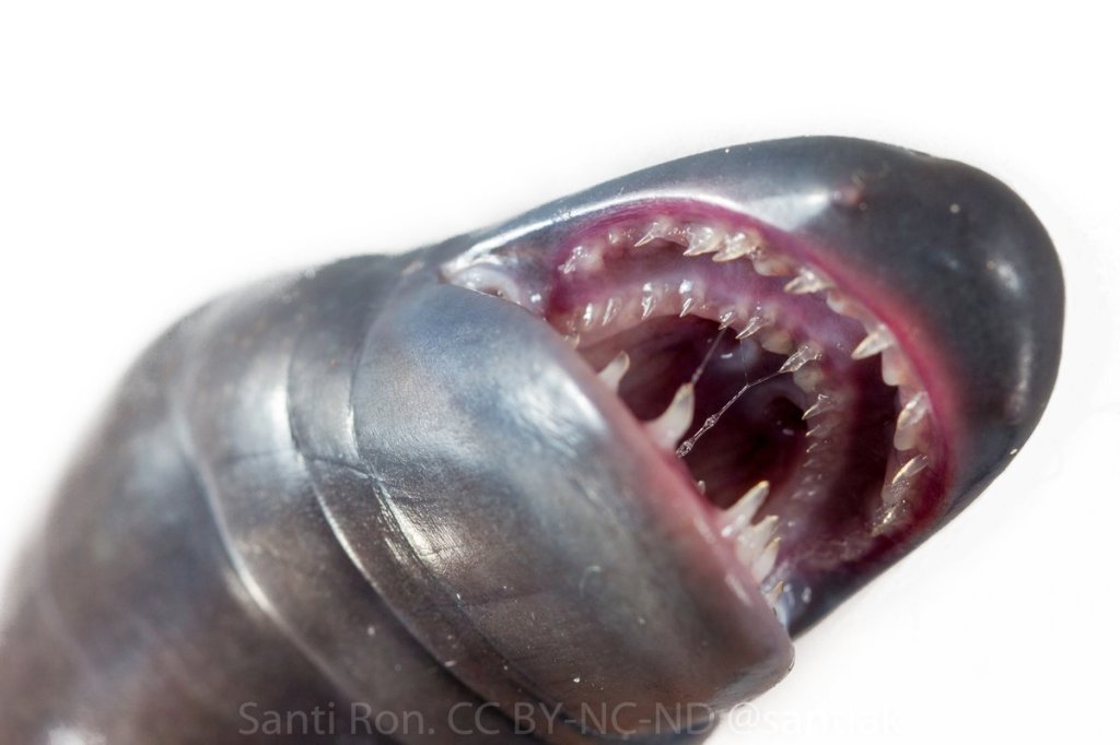 Caecilians are animals that look like something out of Aliens