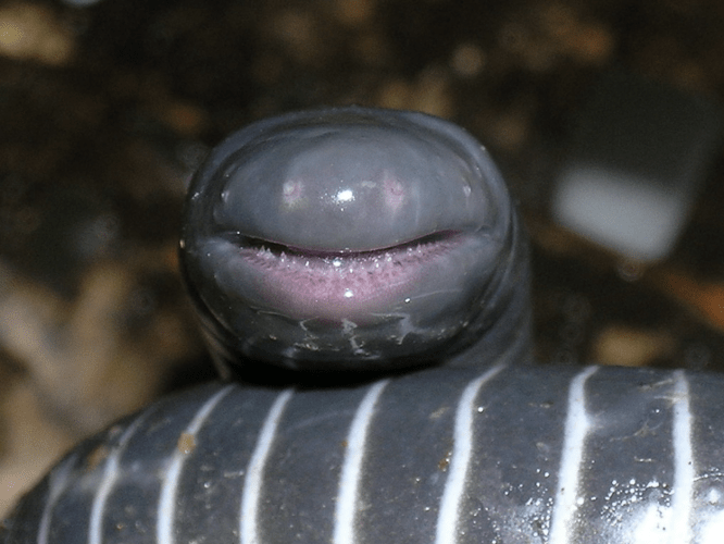Caecilians are animals that look like something out of Aliens