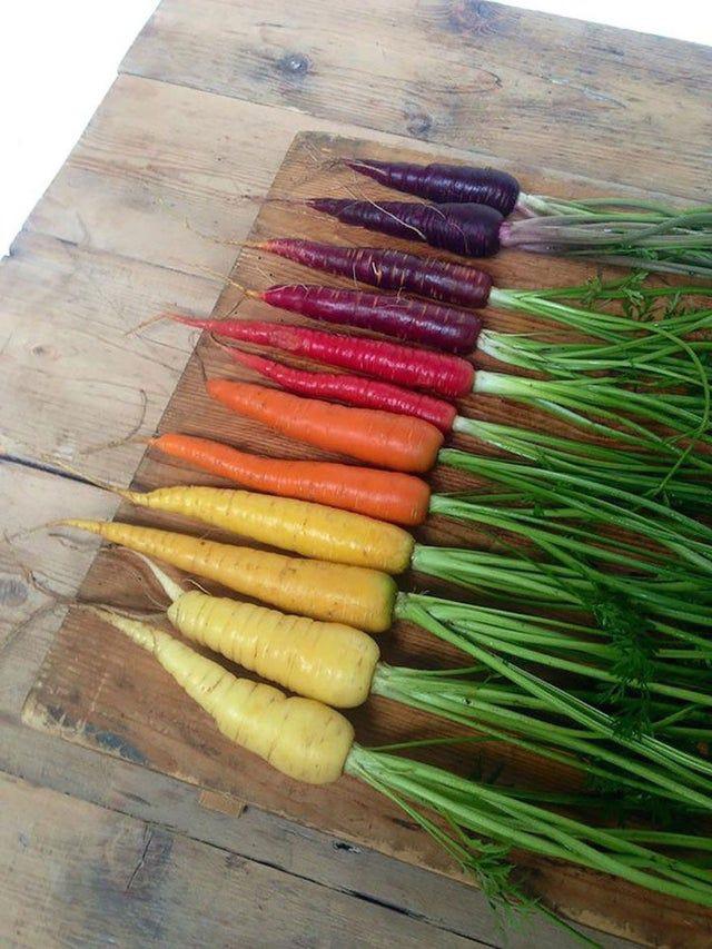 A spectrum of carrot colours