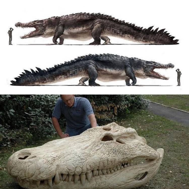 A gigantic Crocodilian of days of yore, circa 8 million years ago could eat a grown human in one gulp