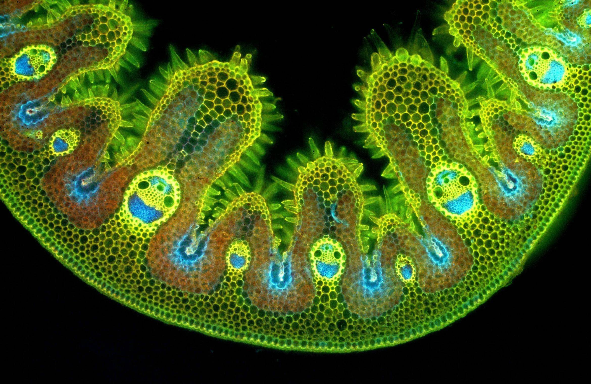 Grass has cute and super smiley faces under microscope