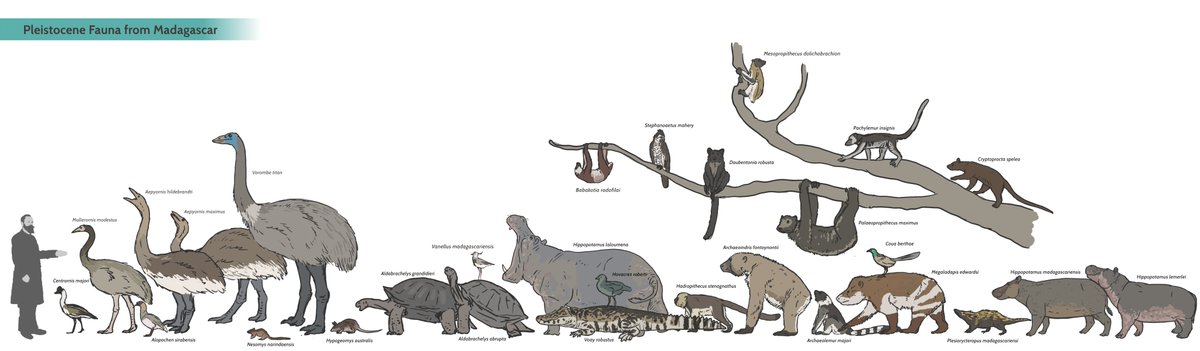 The Pleistocene to Holocene fauna of Madagascar