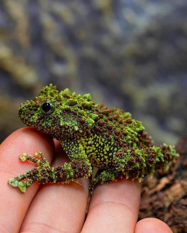 The Vietnamese mossy frog