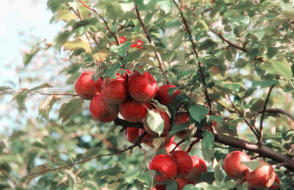 100 obscure and ancient varieties of apples are resurrected by Tom Brown