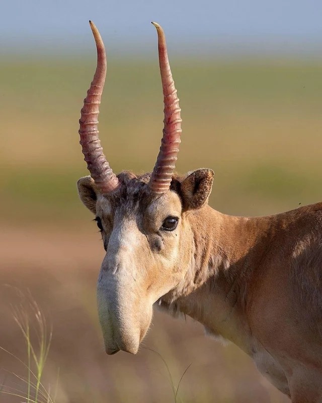 The Saiga Antelope