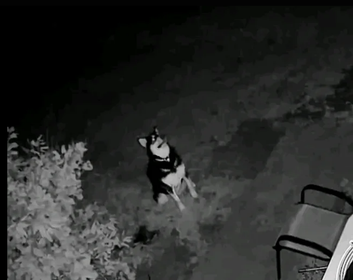 A chiba inu enjoys a lightning strike with a big smile on her face