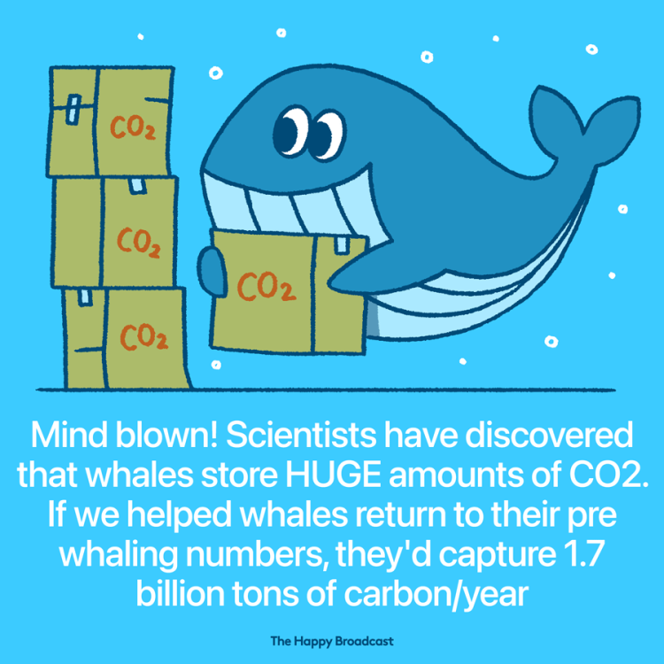 The carbon capture by whales is truly astonishing...