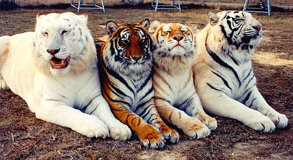Trippy tiger fur mutations