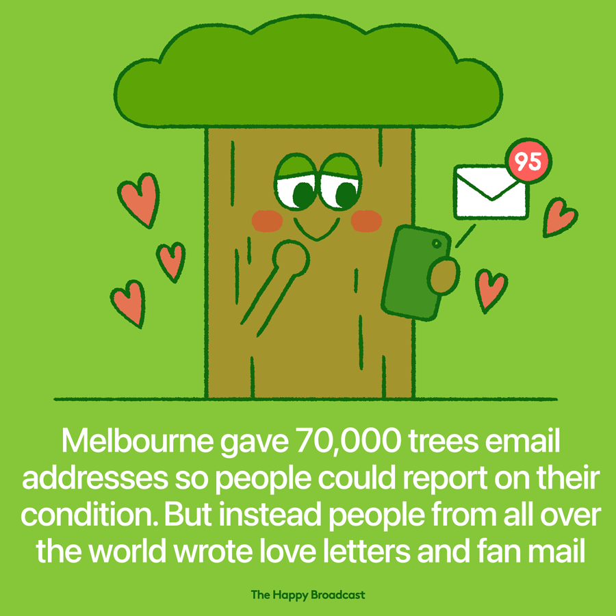 People were given the opportunity report on the condition of trees in Melbourne. Instead Love Letters flowed in from all over the world to the trees themselves