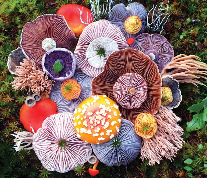 mushroom medley