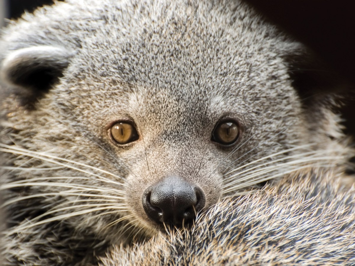 Ancient Word of the Day: Maturun /&nbsp;Binturong