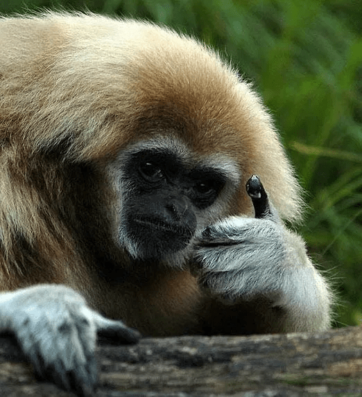 Lar gibbon thumbs up