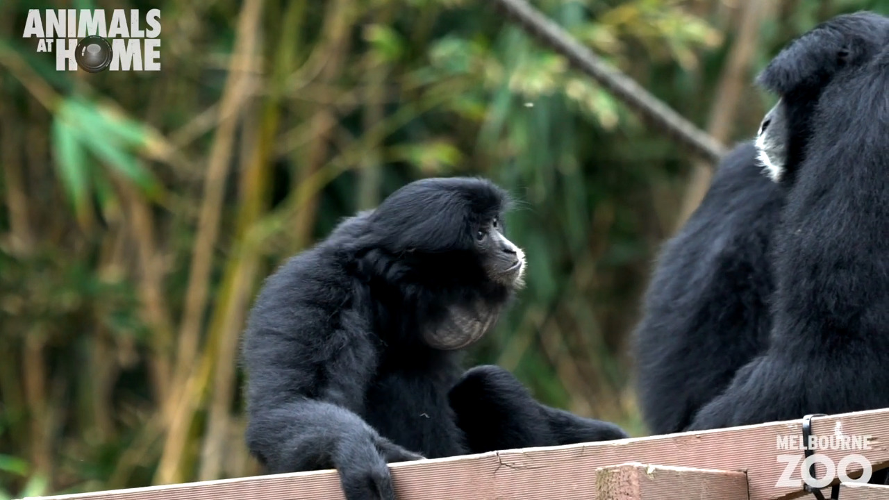 Siamang