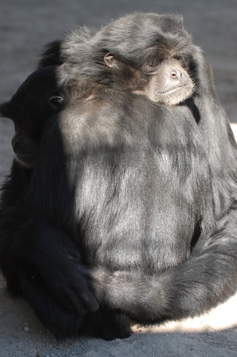 Siamang hug 2