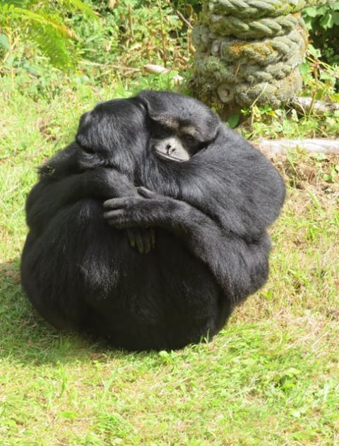 Siamang hug