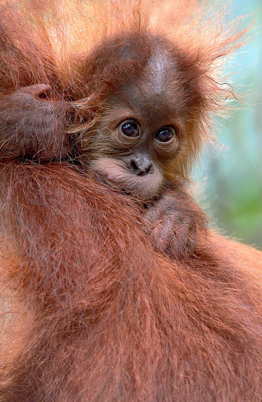 Sumatran orangutan baby - craig jones