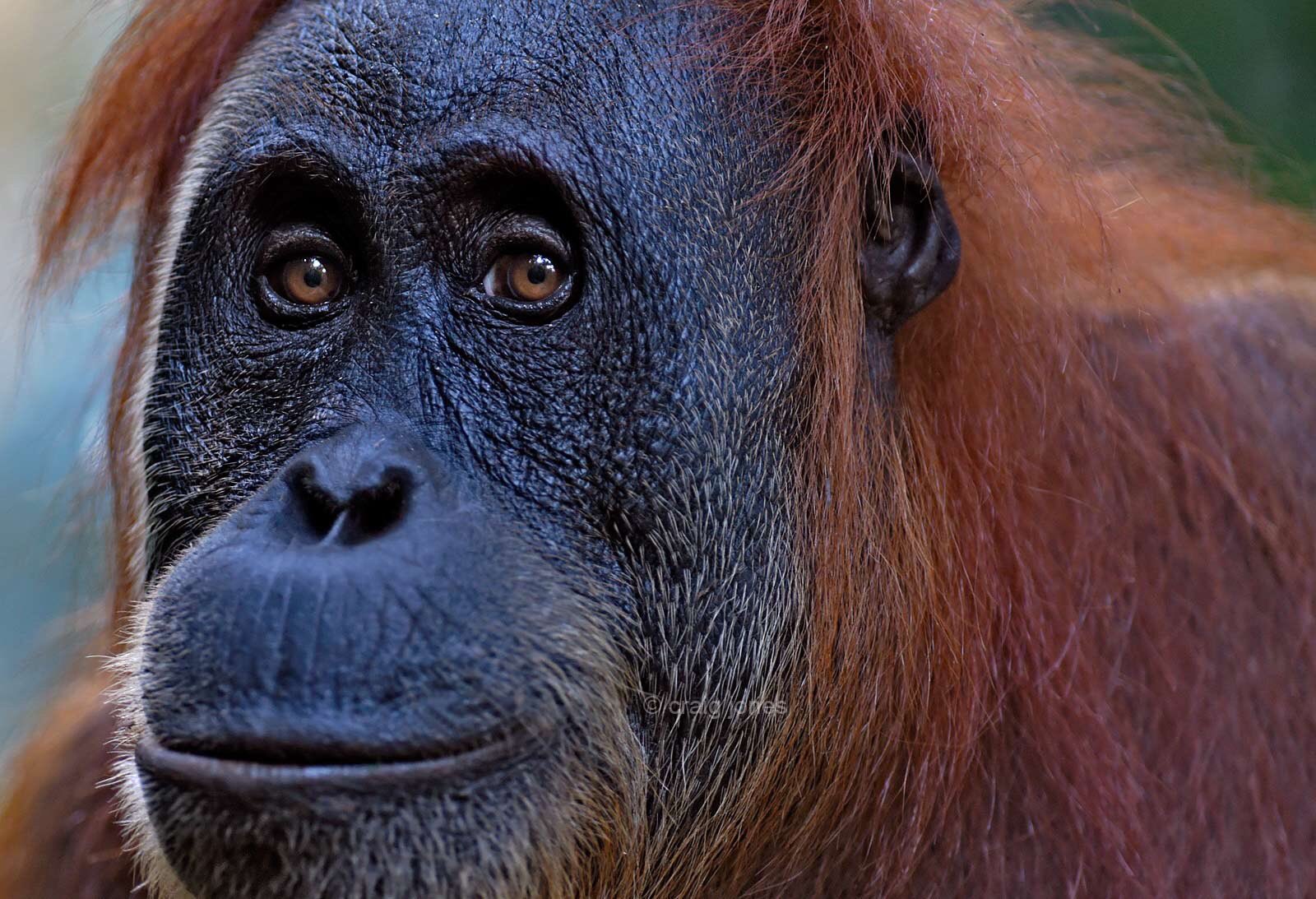 Sumatran Orangutan by Craig Jones