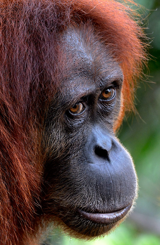 Sumatran orangutan close up by craig jones