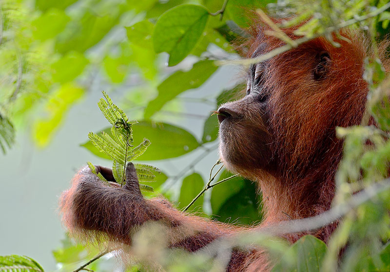 Sumatran orangutan enjoying leaves - craig jones