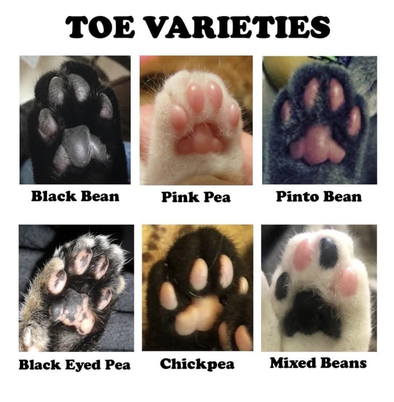 toe-beans
