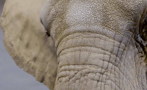 African Forest Elephant Loxodonta cyclotis GIF 3 Africa