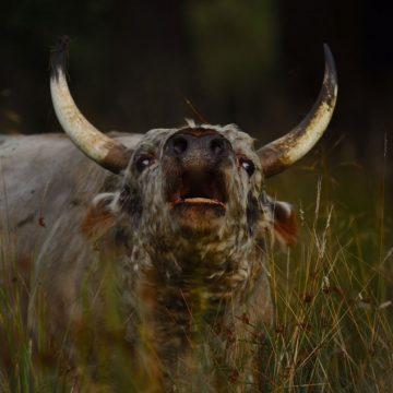 The wild cows of Swona