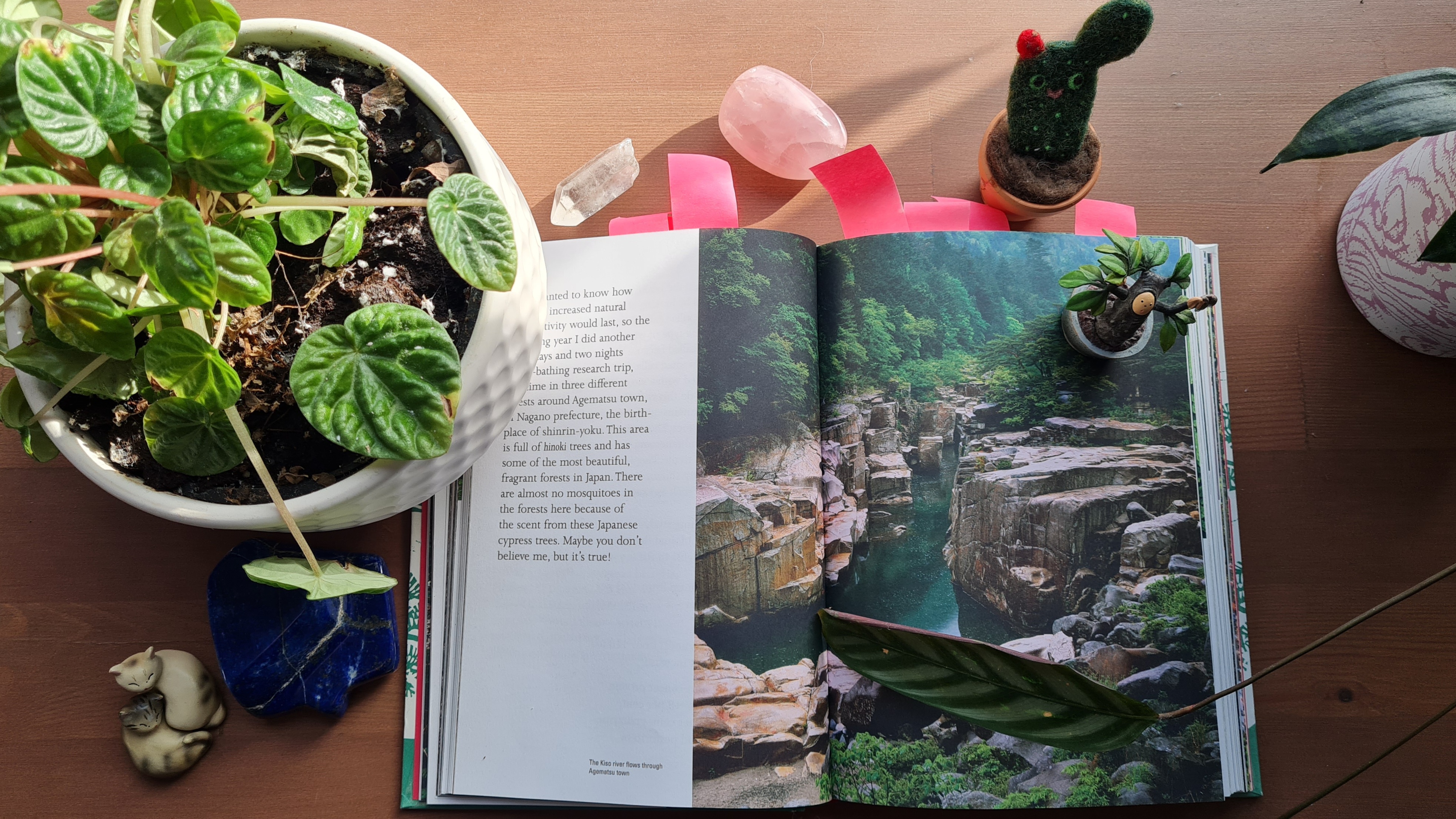 Book Review: Shinrin-Yoku The Art and Science of Forest Bathing by Dr Qing Li